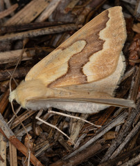 Sabulodes edwardsata