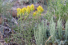 Castilleja flava flava
