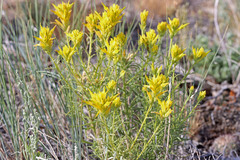 Castilleja flava flava