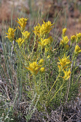 Castilleja flava flava