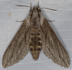 Sphinx sequoiae