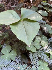 Trillium ovatum
