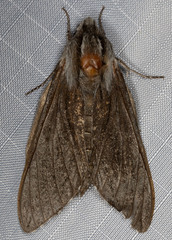 Sphinx sequoiae