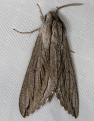 Sphinx sequoiae
