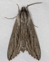Sphinx sequoiae