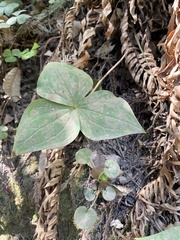 Trillium ovatum