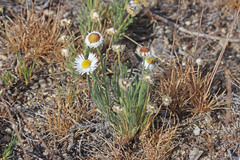 Erigeron pumilus intermedius