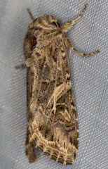 Spodoptera praefica