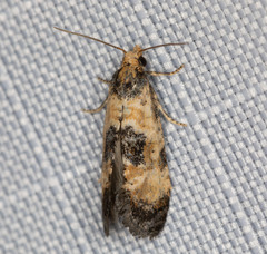 Platphalonidia campicolana