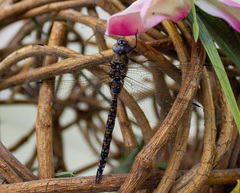 Rhionaeschna jalapensis