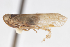 Melanoliarus opalinulus