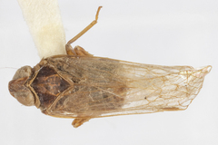 Melanoliarus opalinulus