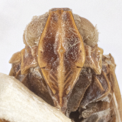 Melanoliarus opalinulus