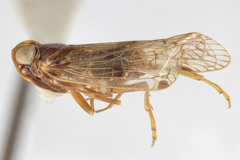 Melanoliarus quadratus