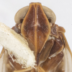 Melanoliarus quadratus