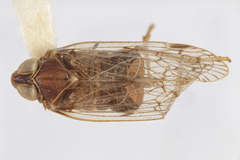 Melanoliarus quadratus