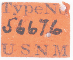 Melanoliarus quadratus