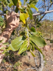 Artabotrys brachypetalus