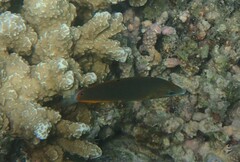 Halichoeres richmondi