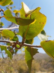 Artabotrys brachypetalus