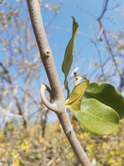 Artabotrys brachypetalus