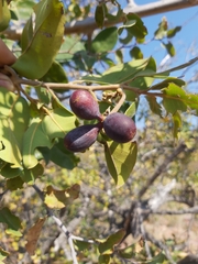 Artabotrys brachypetalus