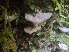 Gloiodon occidentalis