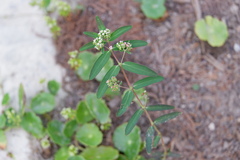 Euphorbia hypericifolia
