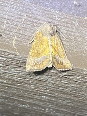 Papaipema impecuniosa