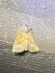 Papaipema impecuniosa