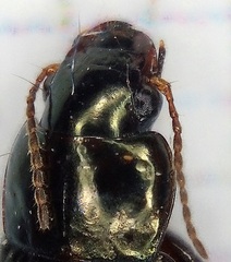 Selenophorus
