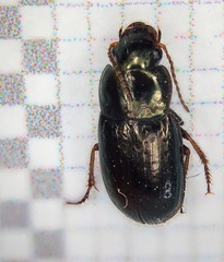 Selenophorus