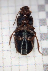 Selenophorus