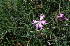 Dianthus longicalyx