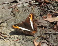 Adelpha corcyra
