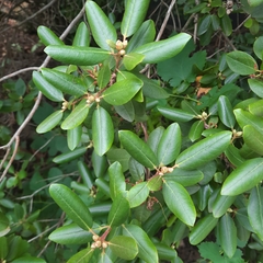 Rhododendron ledebourii