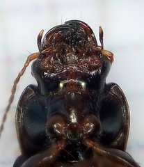 Selenophorus
