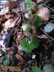 Corybas hypogaeus