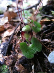 Corybas hypogaeus