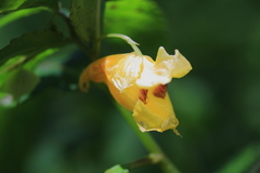 Impatiens tayemonii