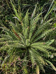 Cirsium funkiae