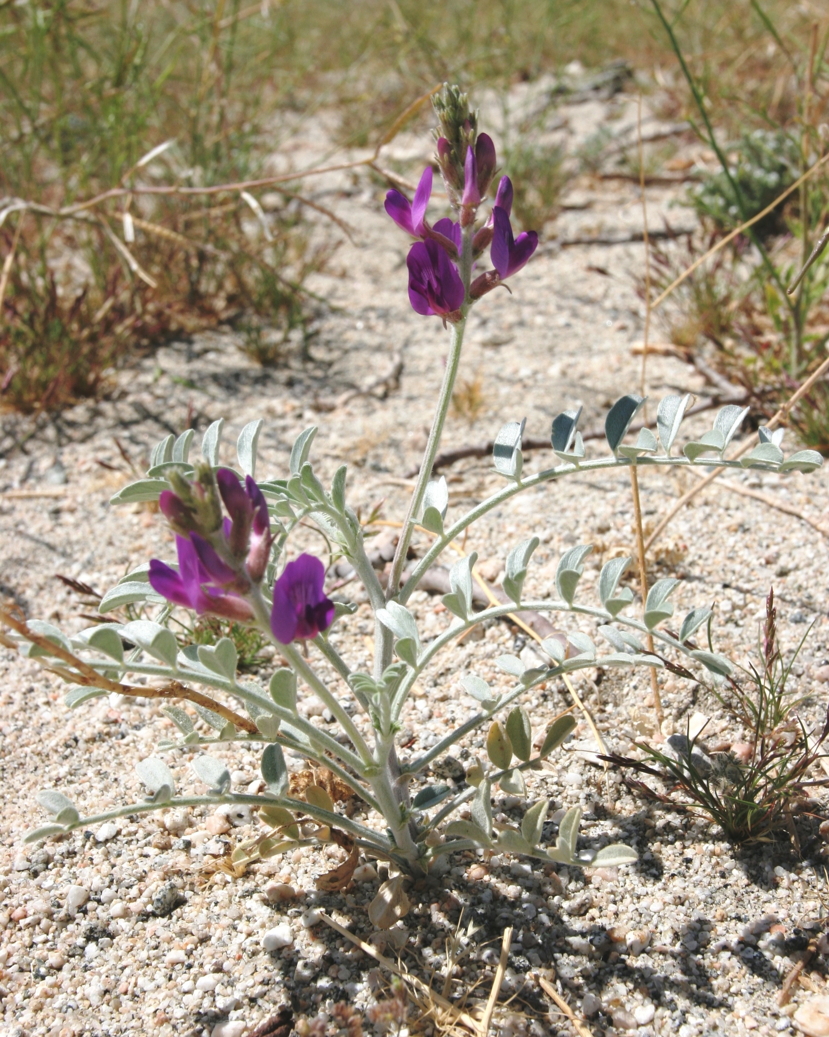 Astragalus lentiginosus var. coachellae