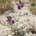 Coachella Valley Milkvetch - Photo (c) Pacific Southwest Region USFWS, some rights reserved (CC BY)