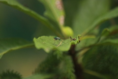 Chrysosoma leucopogon