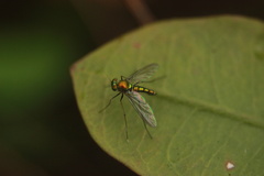 Chrysosoma leucopogon