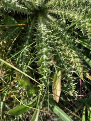 Cirsium funkiae