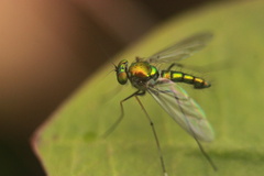 Chrysosoma leucopogon