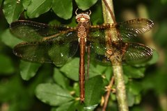 Neurocordulia xanthosoma