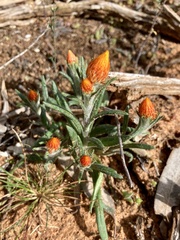 Waitzia acuminata acuminata