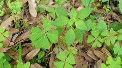 Oxalis tetraphylla